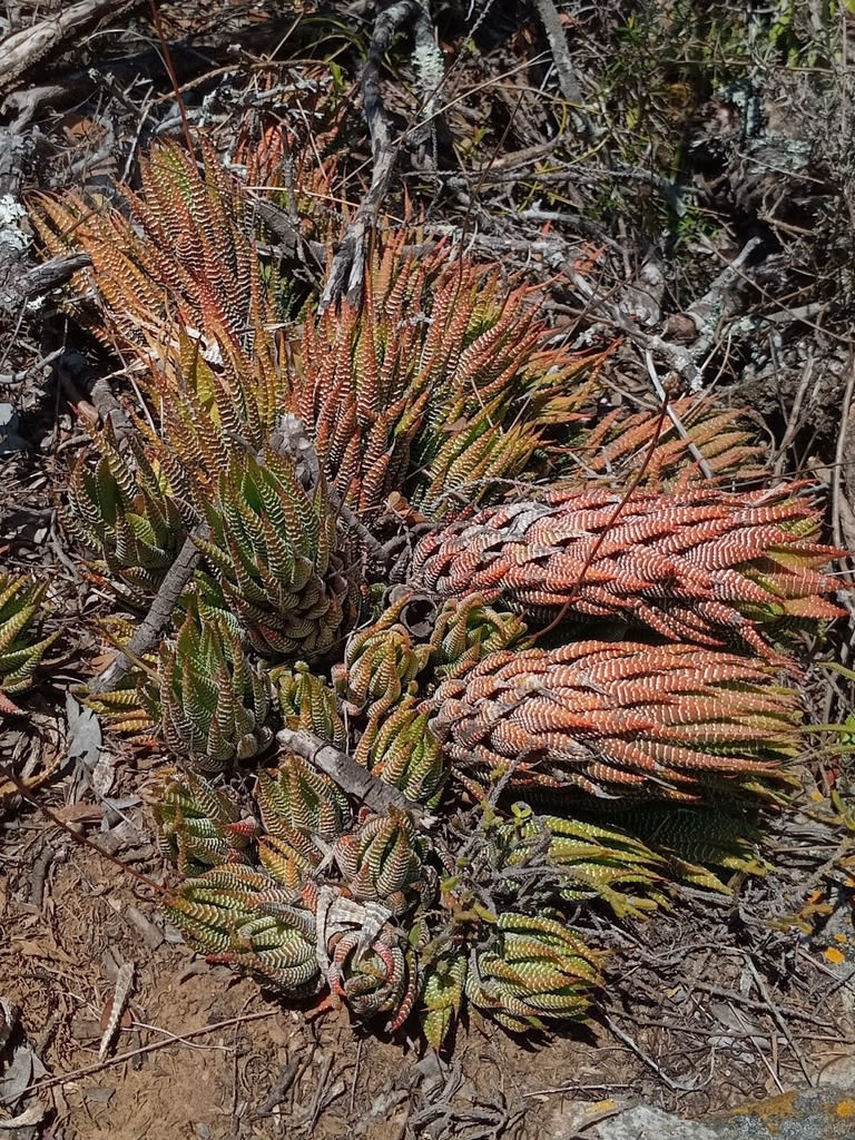 Haworthiopsis coarctata