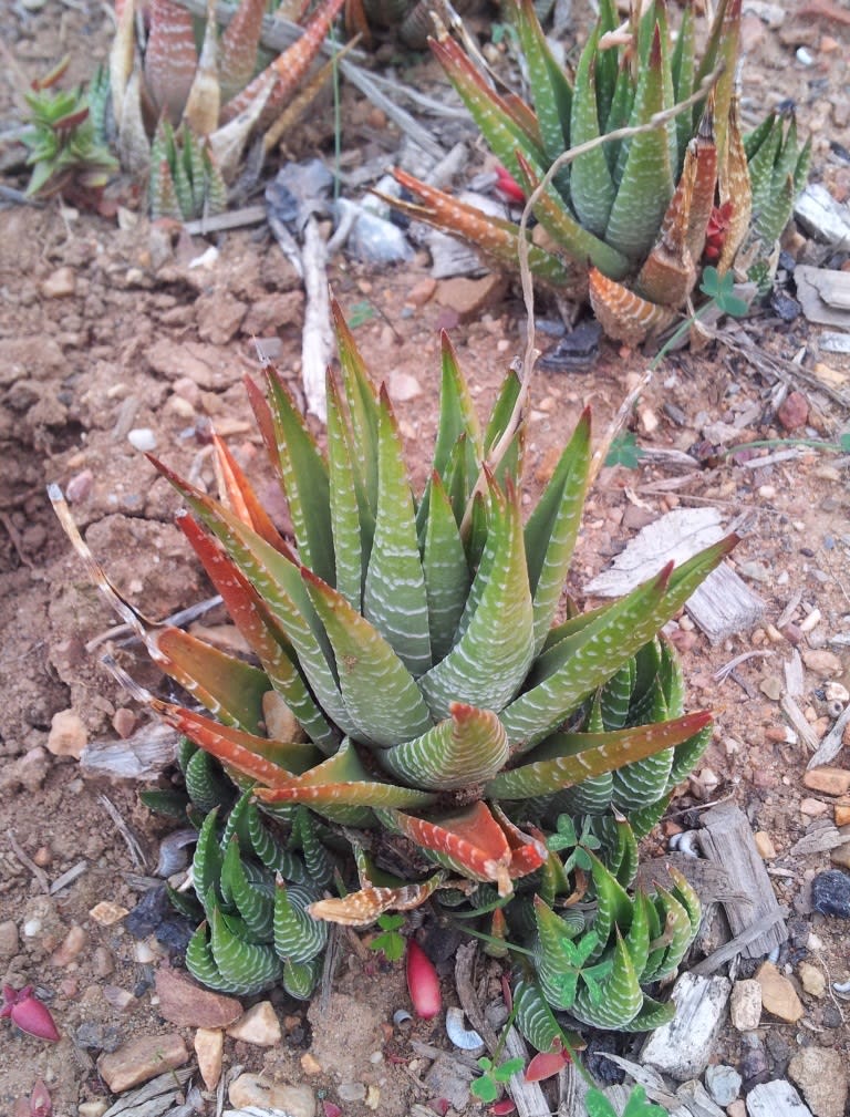 Haworthiopsis fasciata