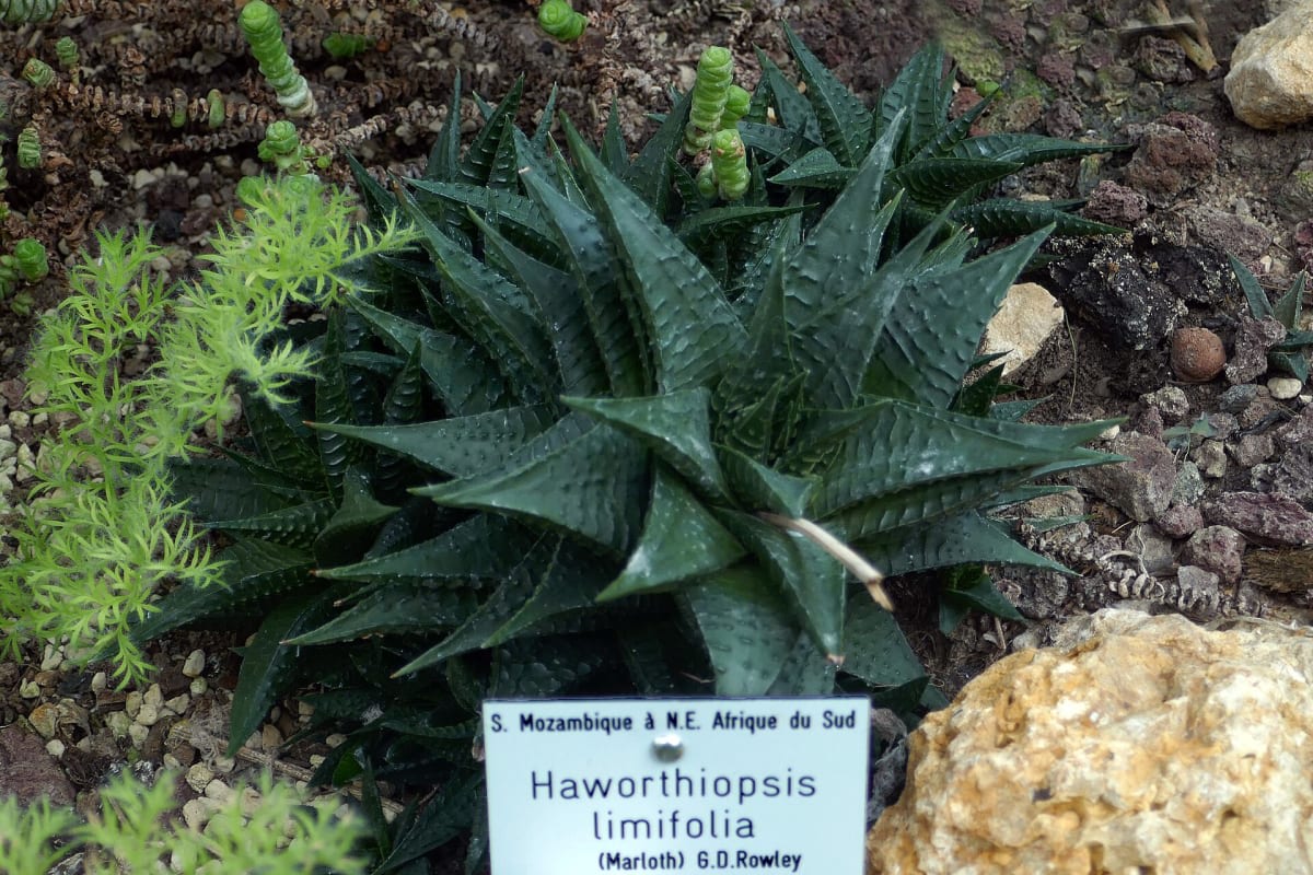 Haworthiopsis limifolia