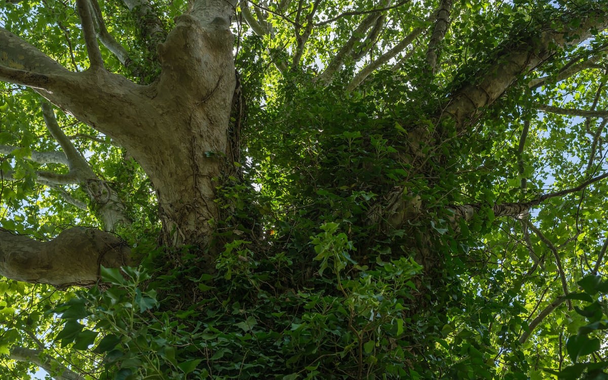 English Ivy