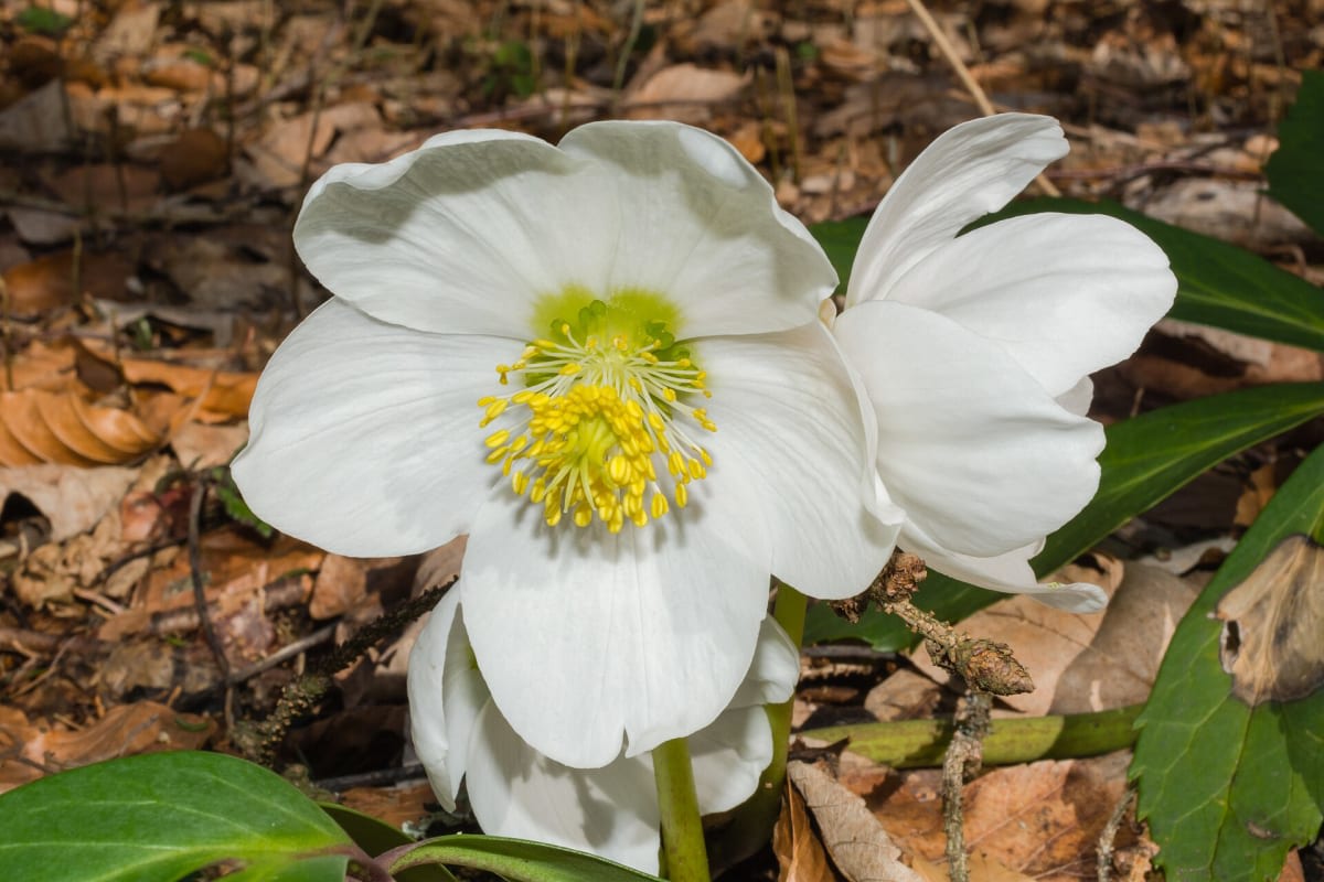 Black Hellebore