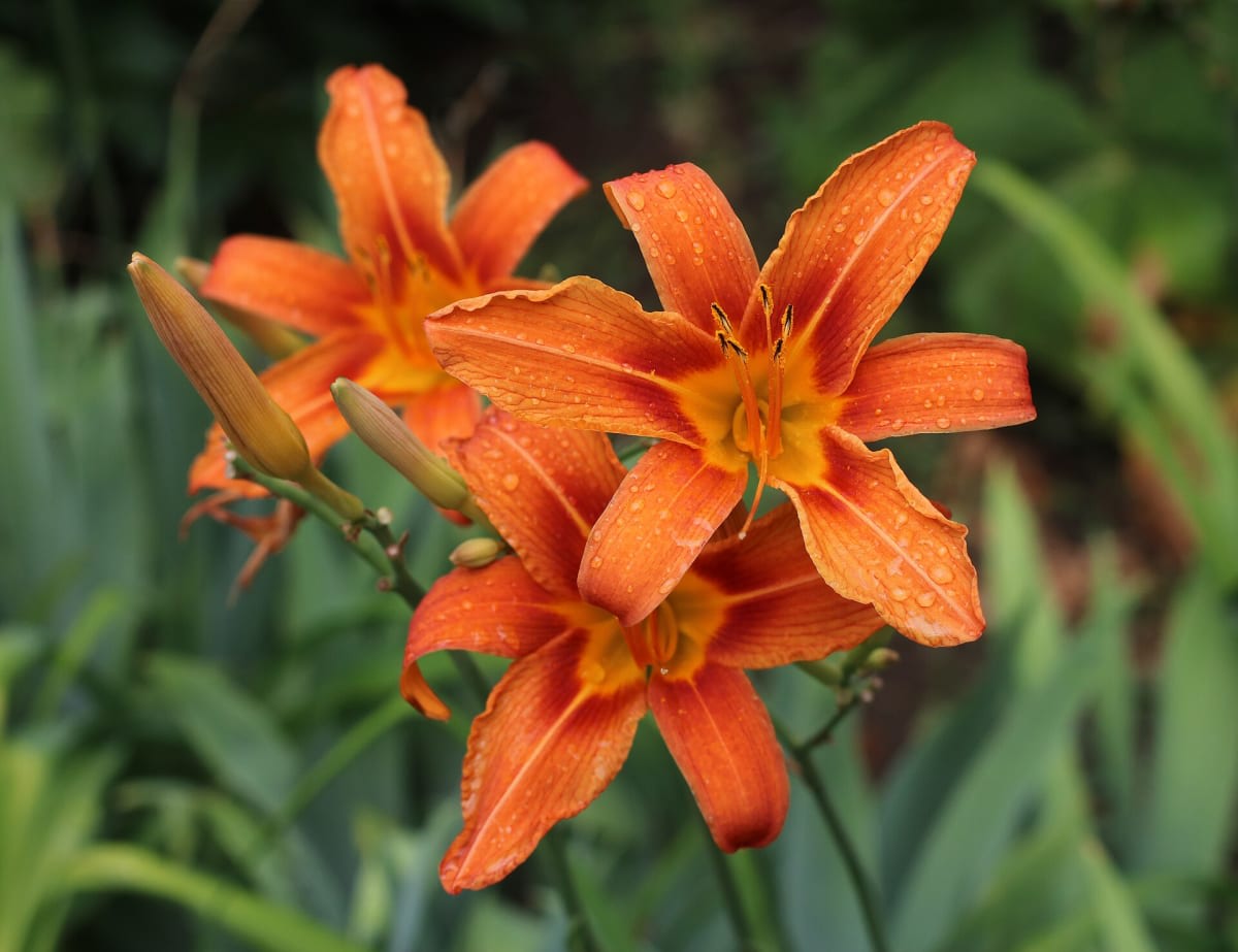 Orange Daylily