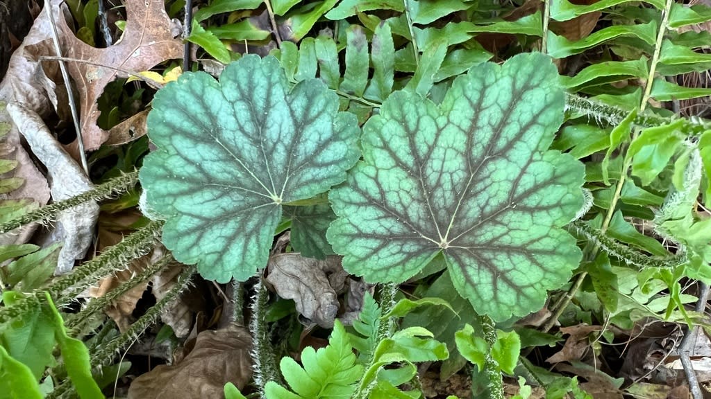 American Alumroot