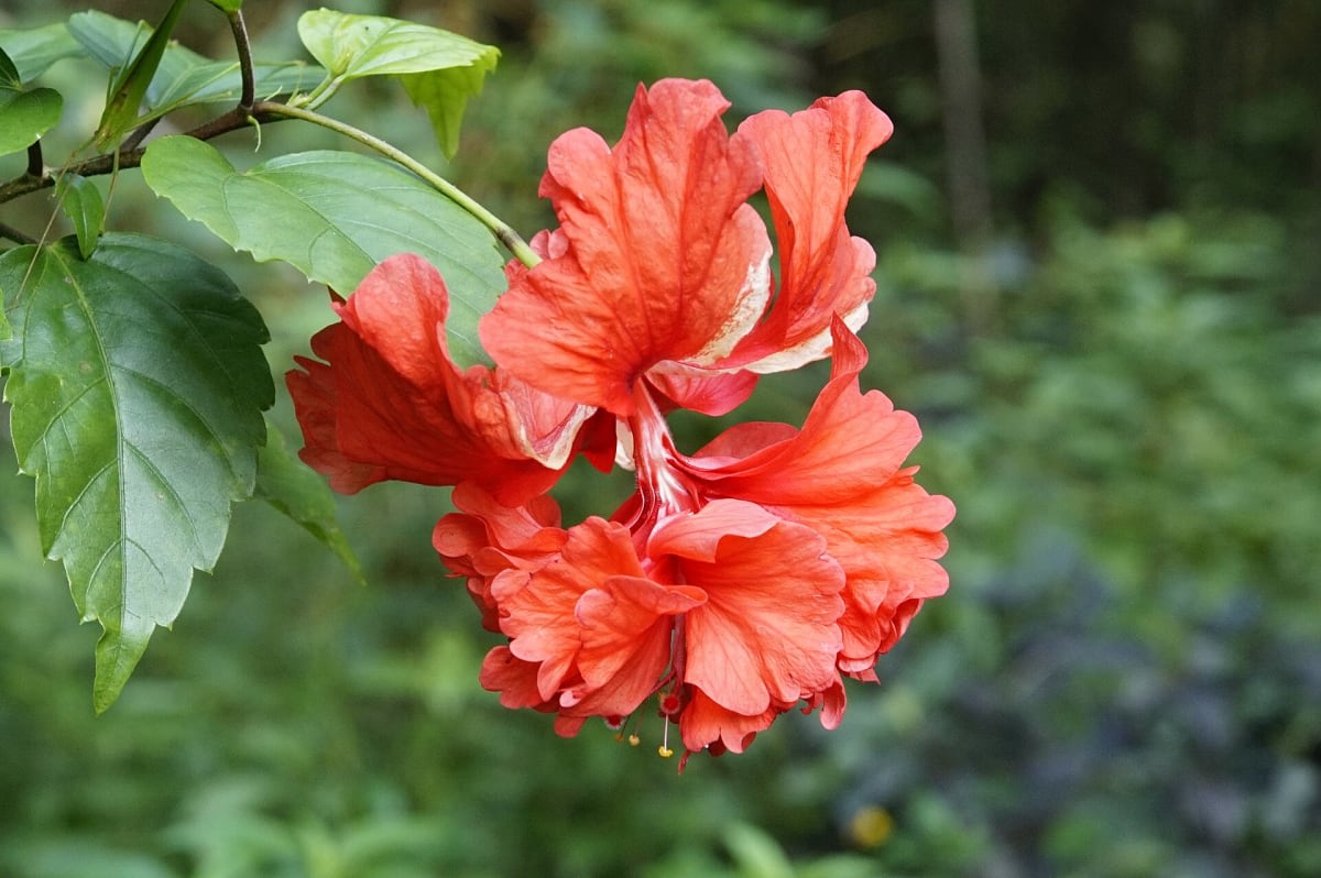 Hibiscus