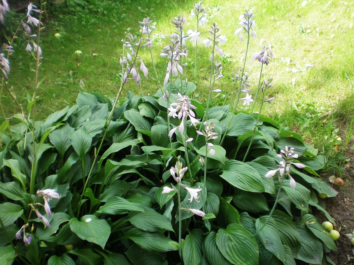 Fragrant Plantain Lily