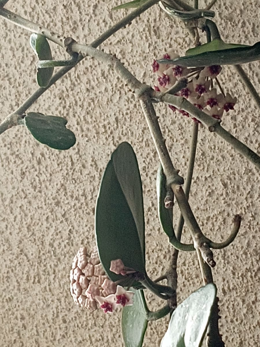 Wax Plant