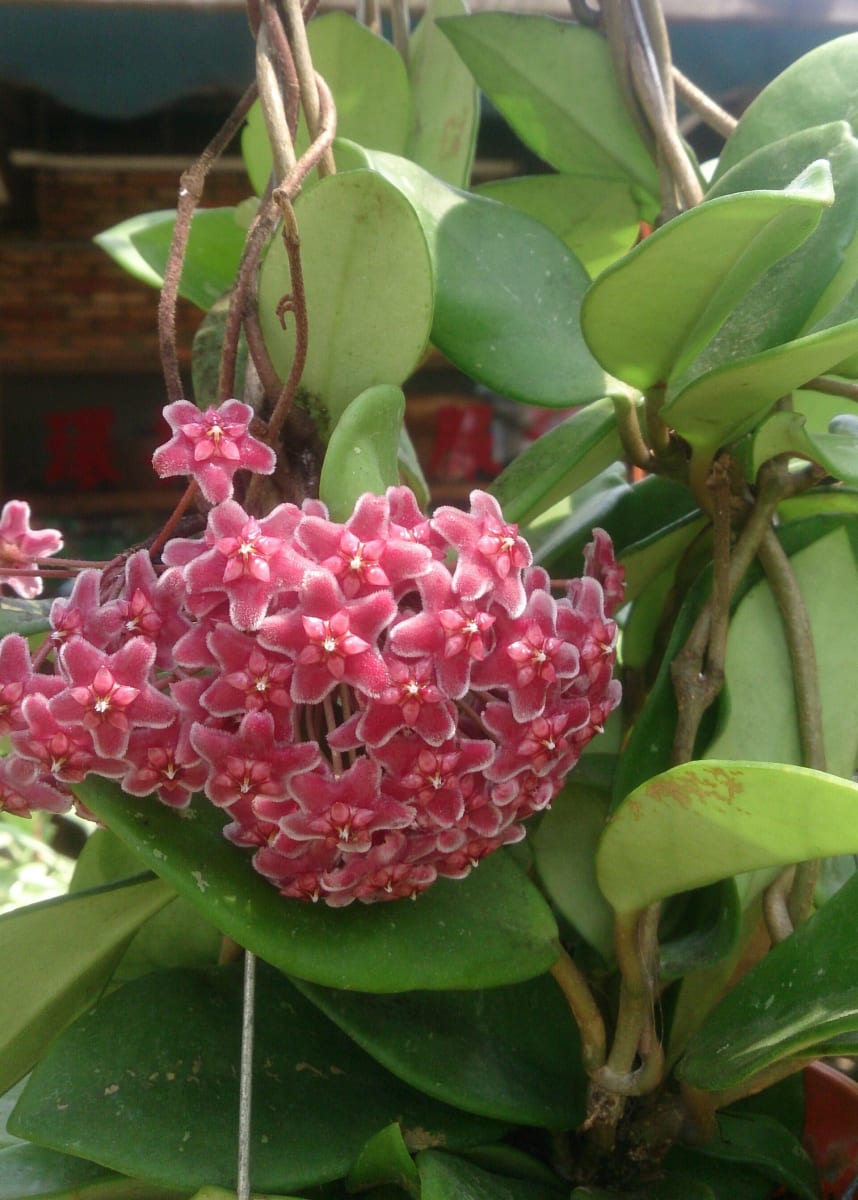 Porcelain Flower
