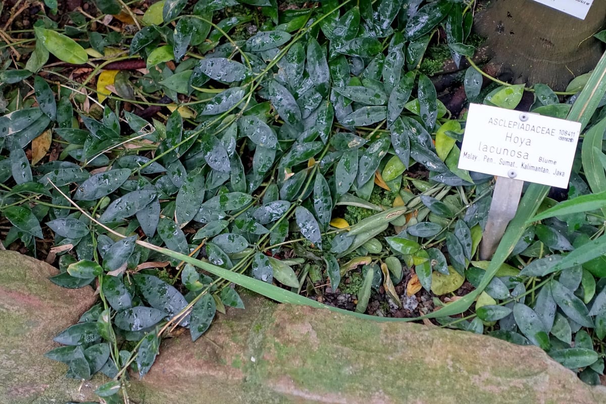 Hoya lacunosa