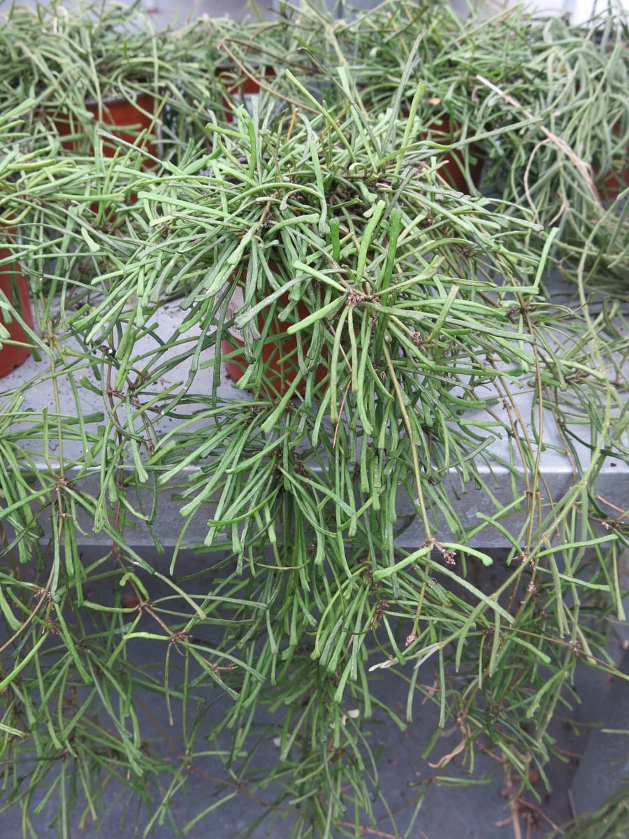 Hoya linearis