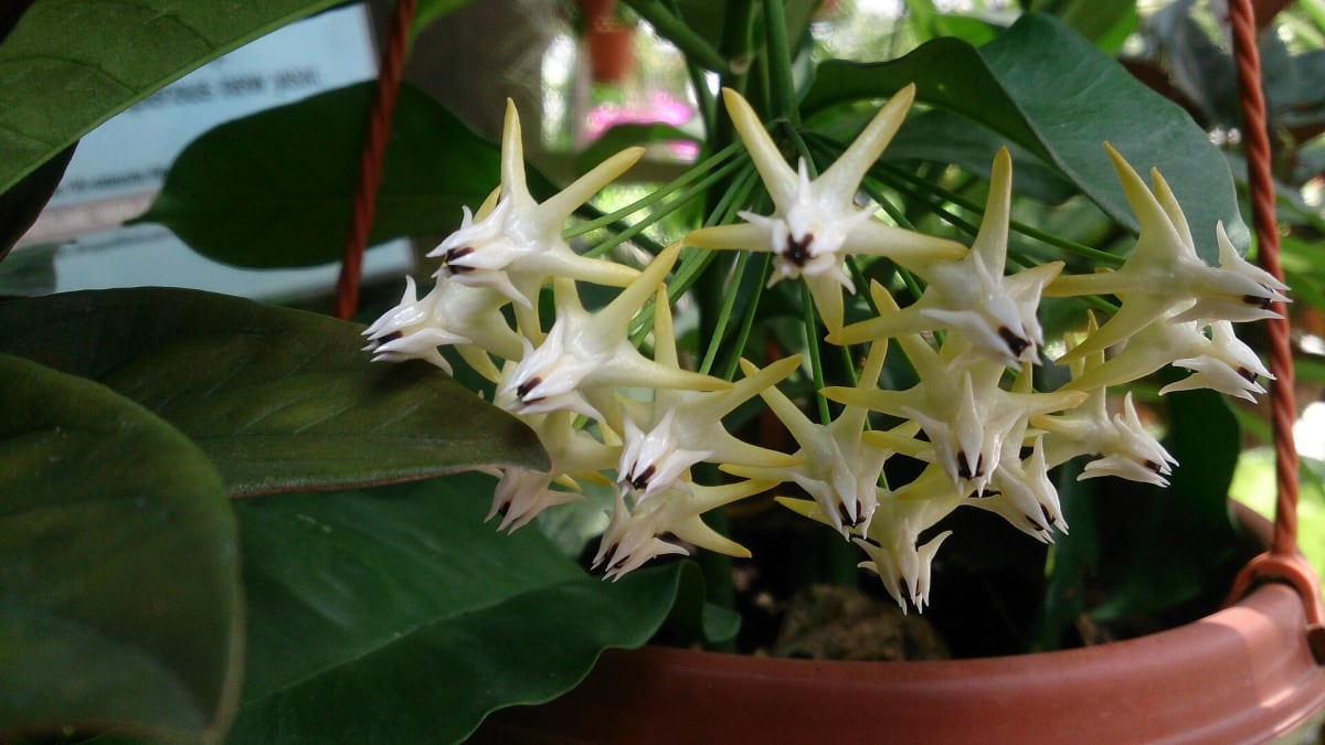 Hoya multiflora