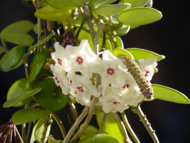 Hoya serpens