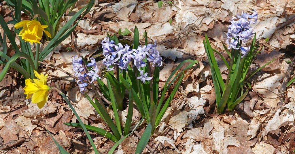 Garden Hyacinth