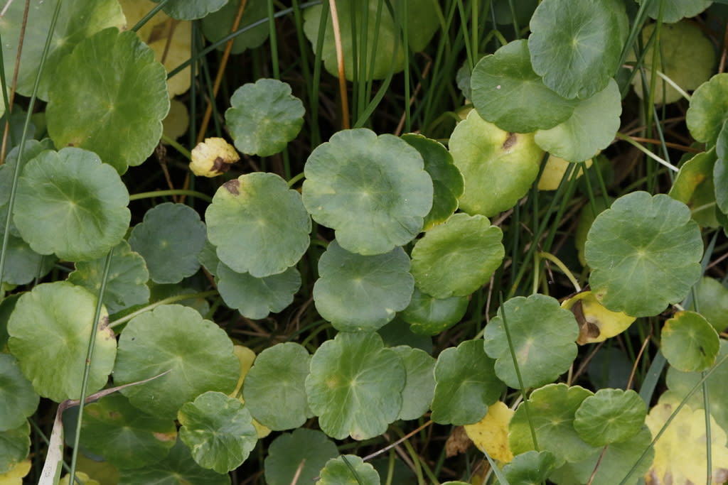 Marsh Pennywort