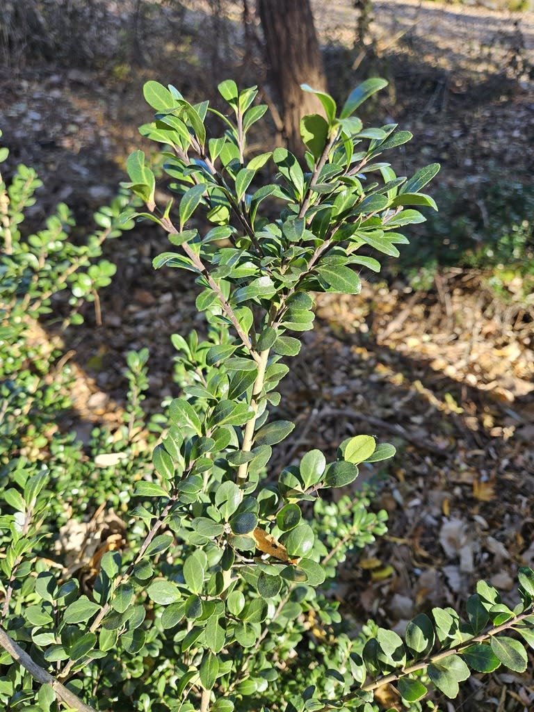 Japanese Holly