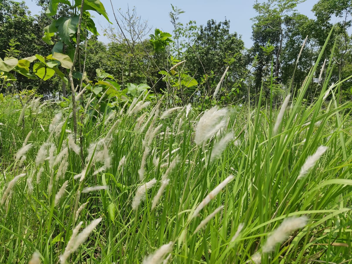 Cogongrass
