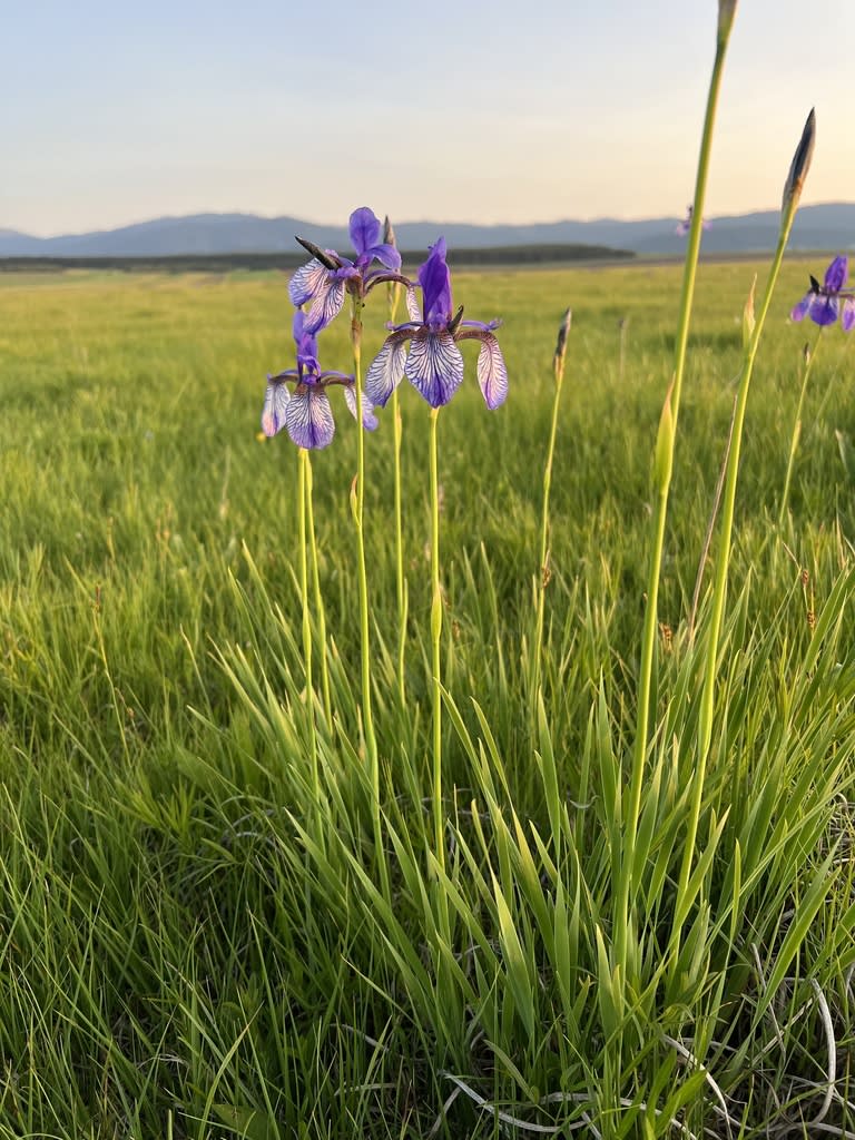 Siberian Iris