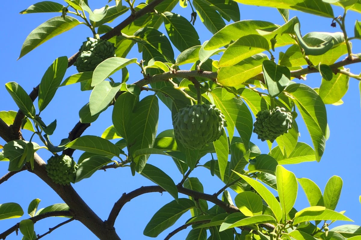 Sugar Apple