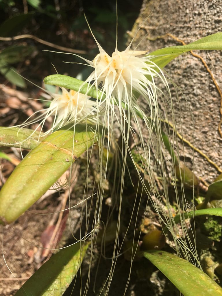 Medusa's Bulbophyllum