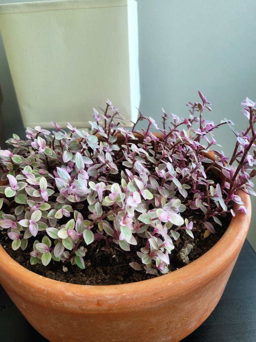 Creeping Inchplant