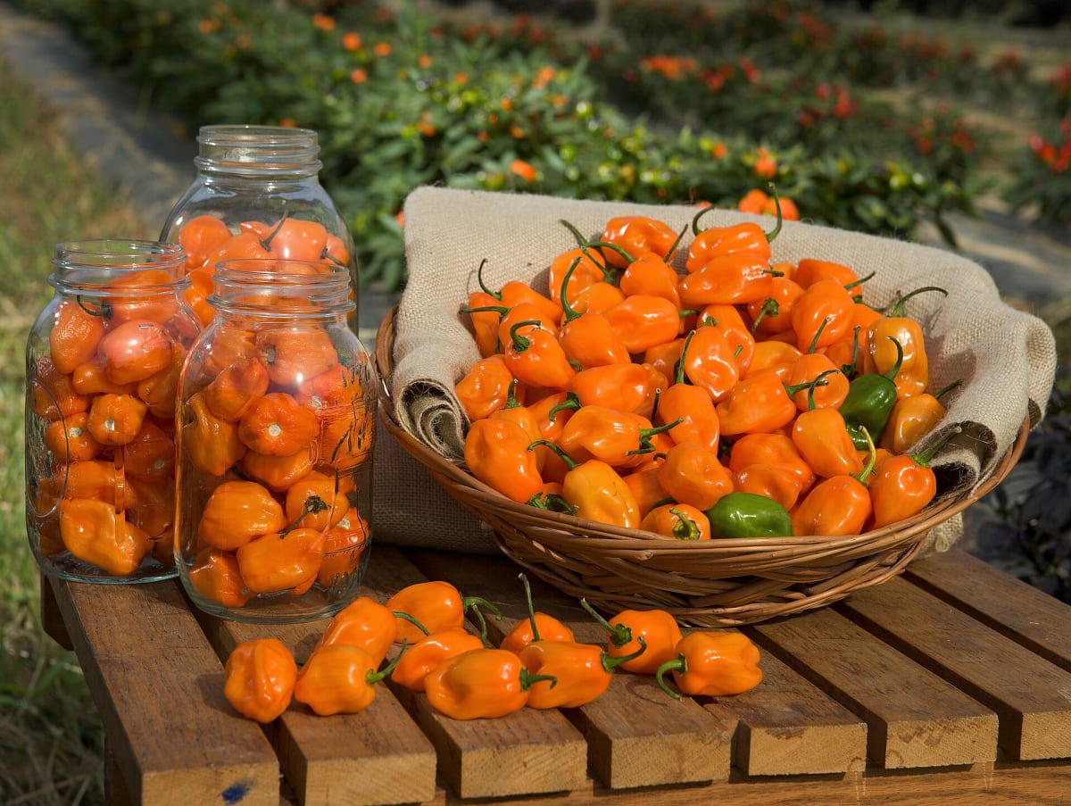 Habanero Pepper