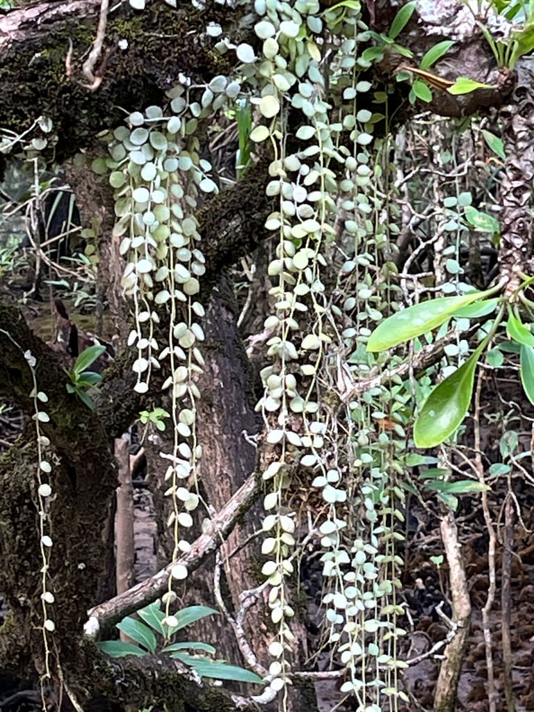 String Of Nickels