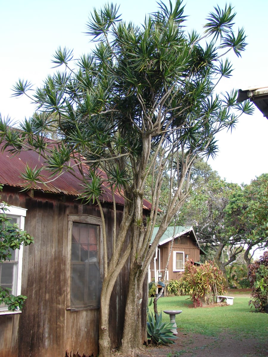 Dragon Tree