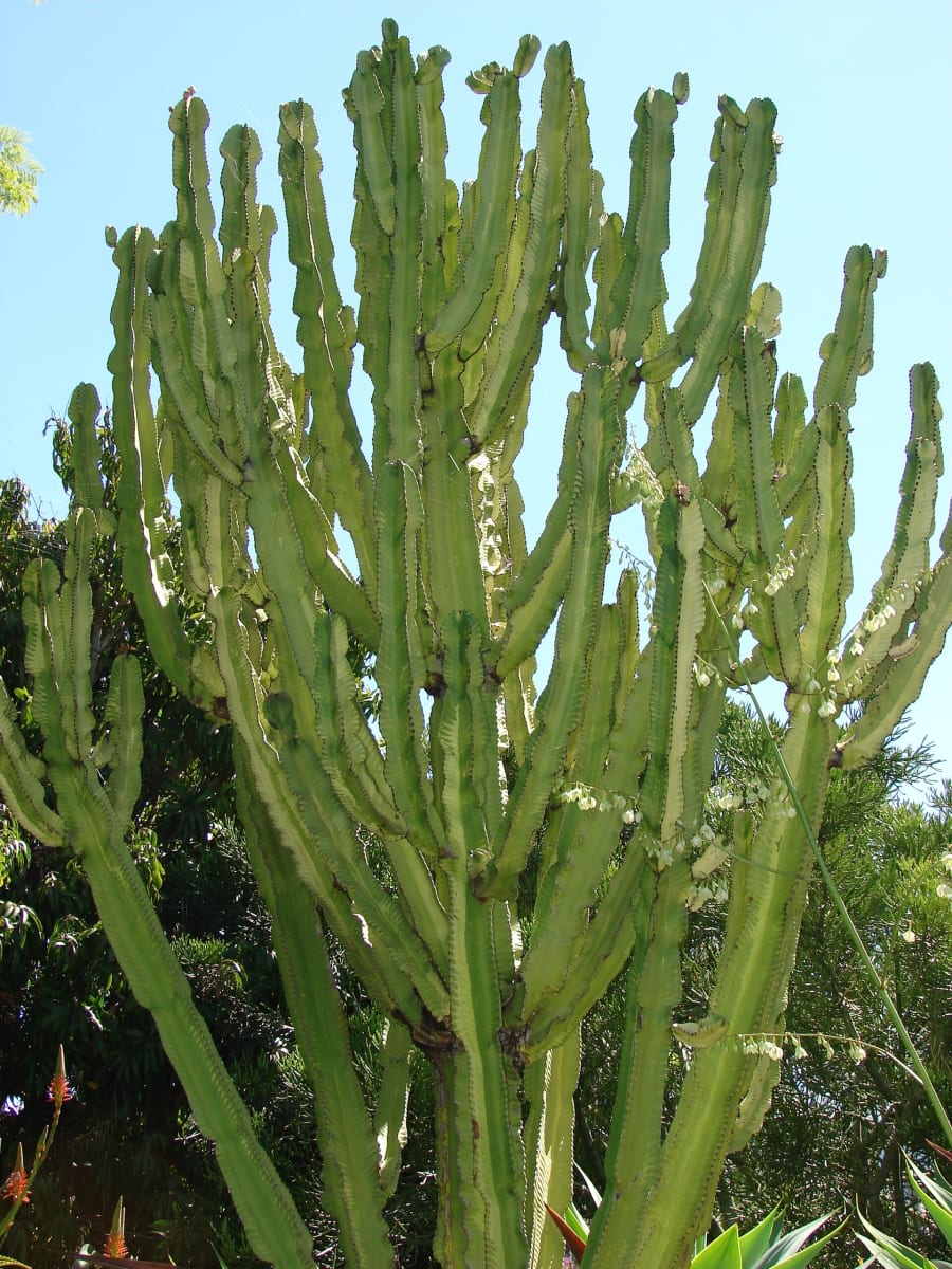 African Candelabra