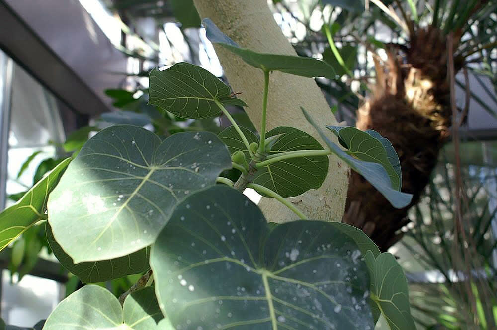 Ficus petiolaris