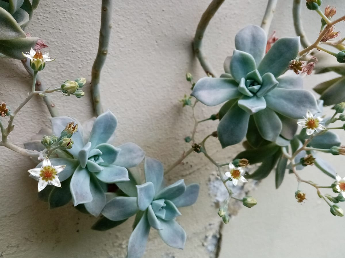 Graptopetalum paraguayense