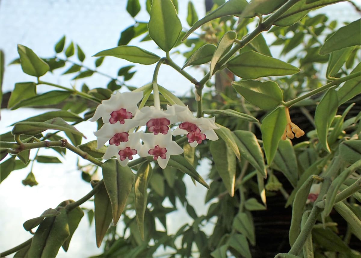 Hoya bella