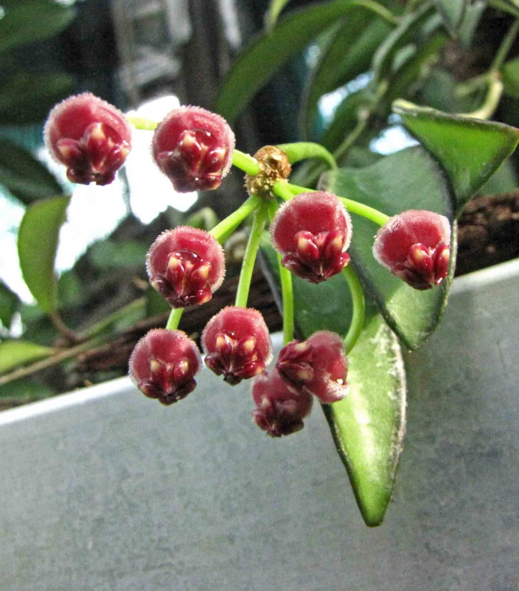 Hoya wayetii