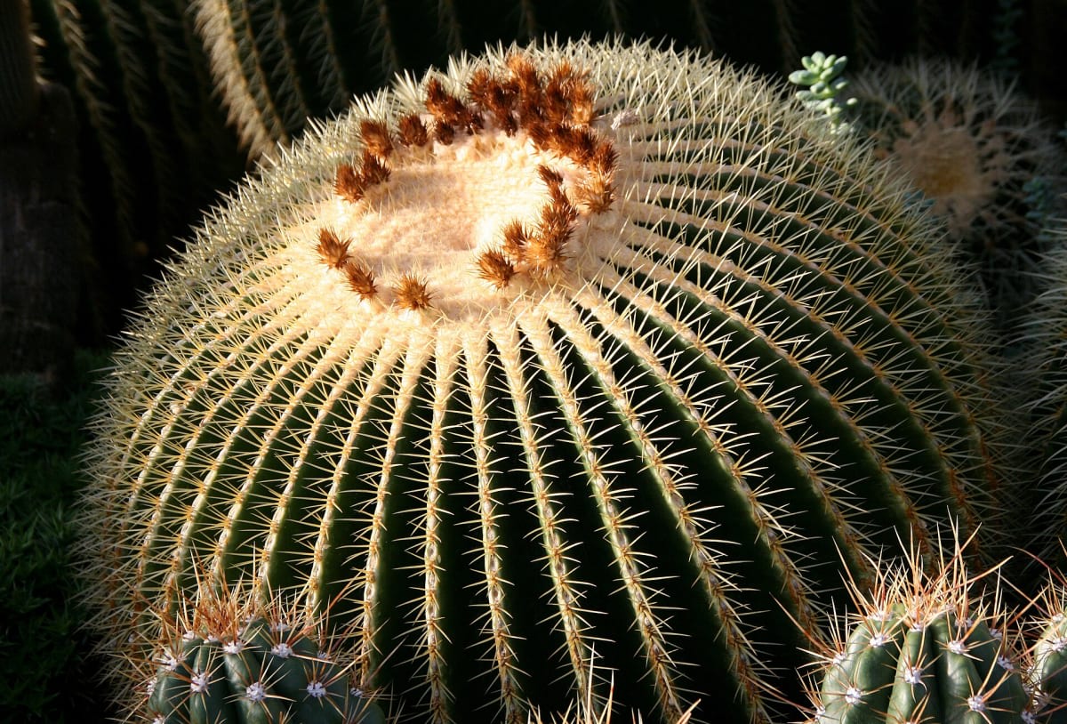 Kroenleinia grusonii