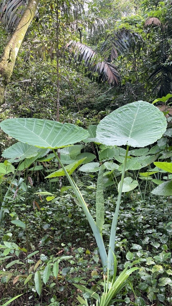 Giant Elephant Ear