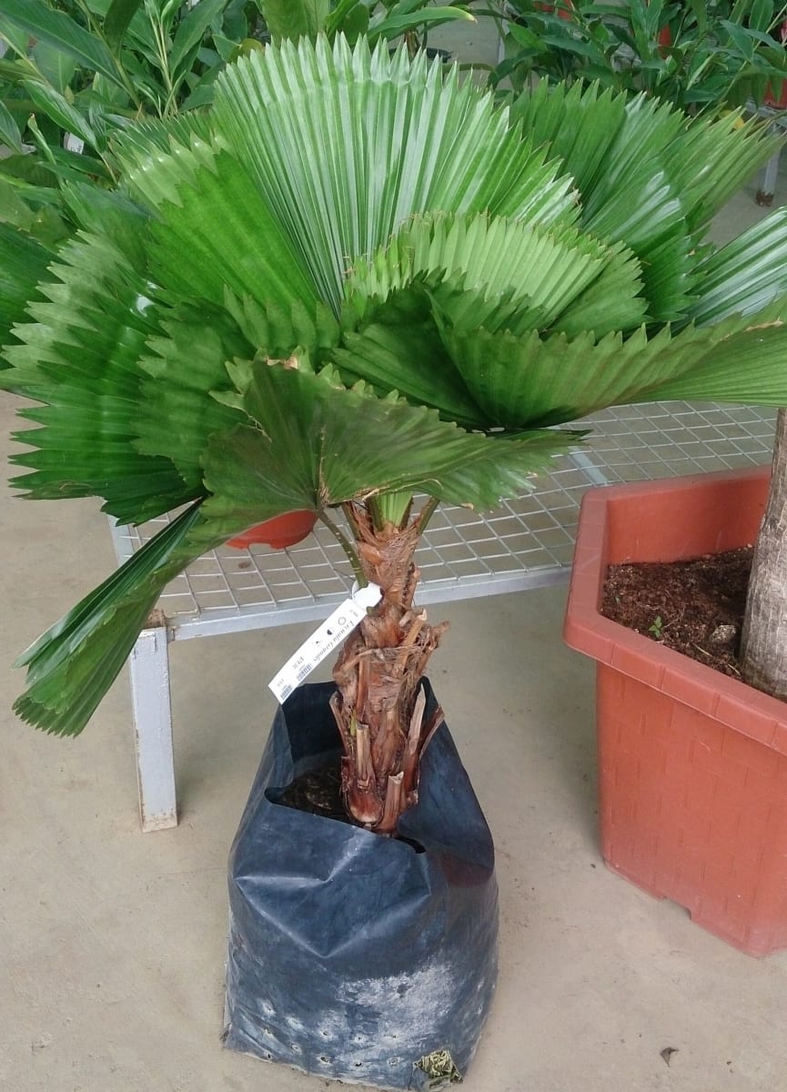 Ruffled Fan Leaf Palm