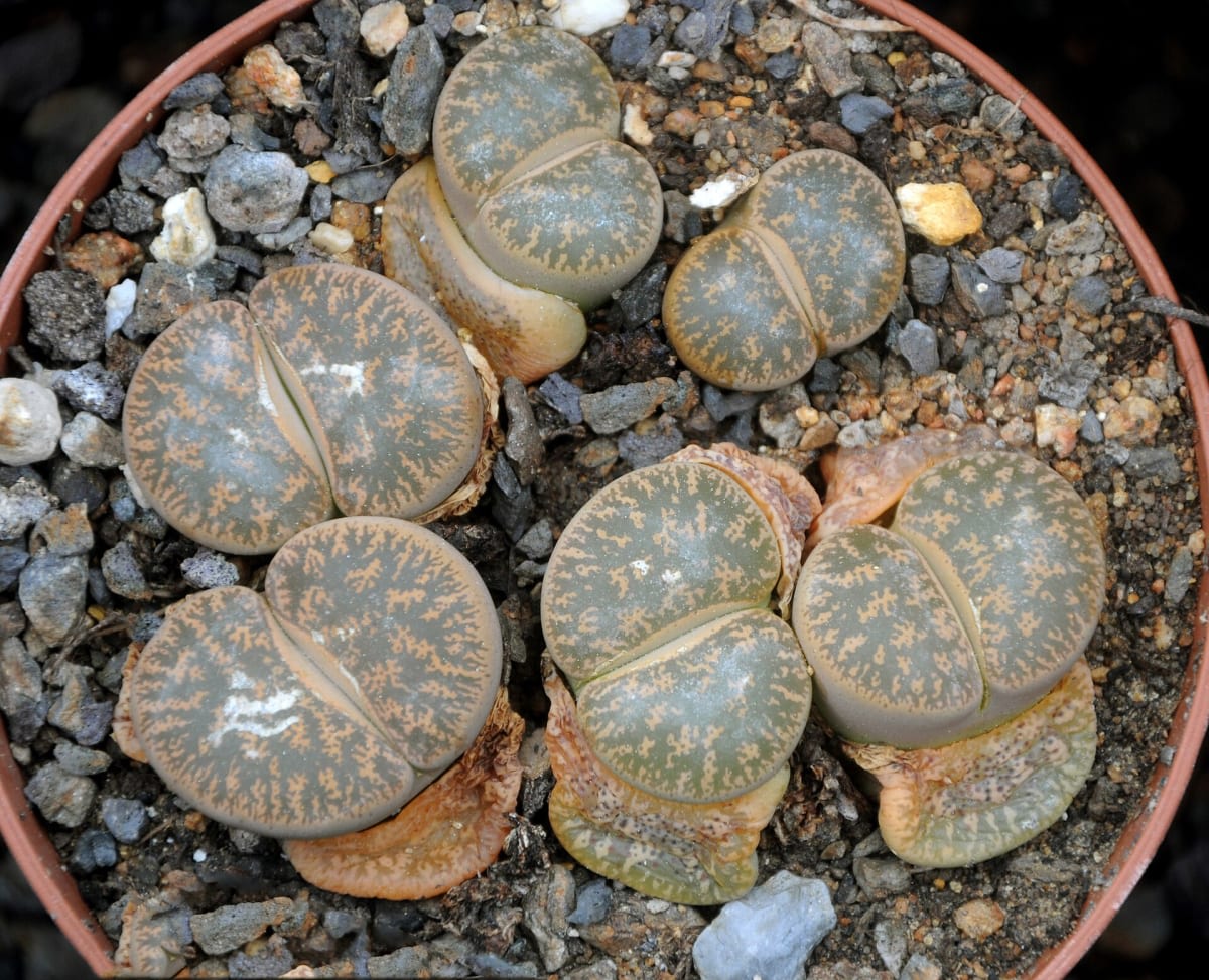 Lithops lesliei