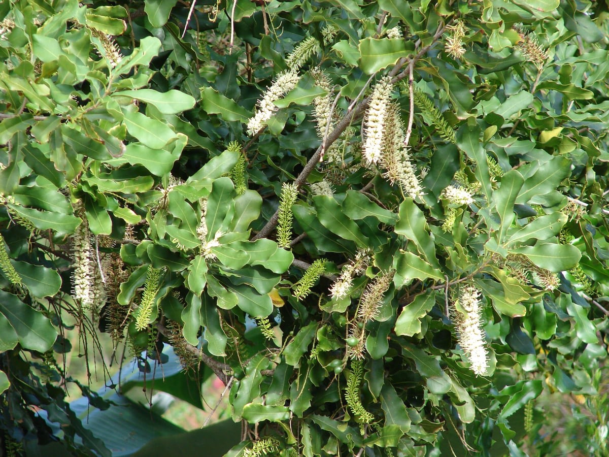 Macadamia Nut