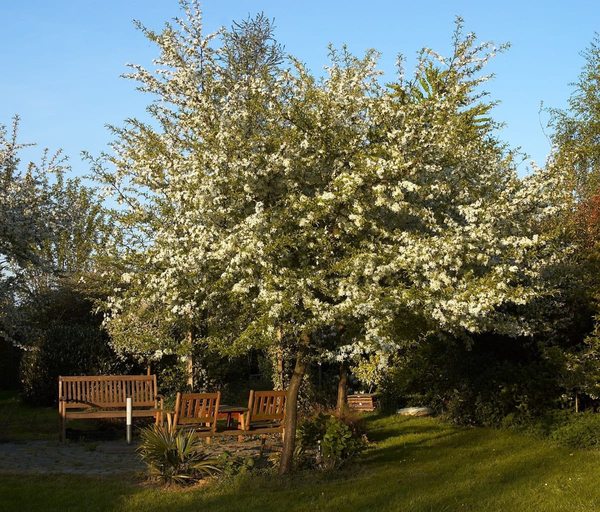 Malus toringo