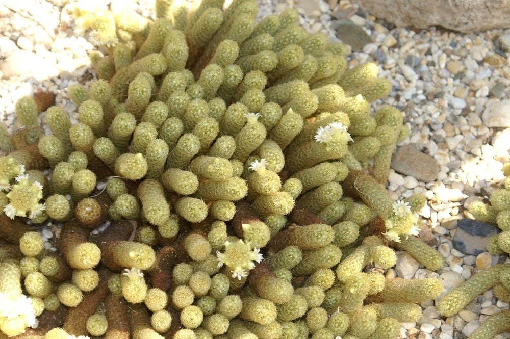 Mammillaria elongata