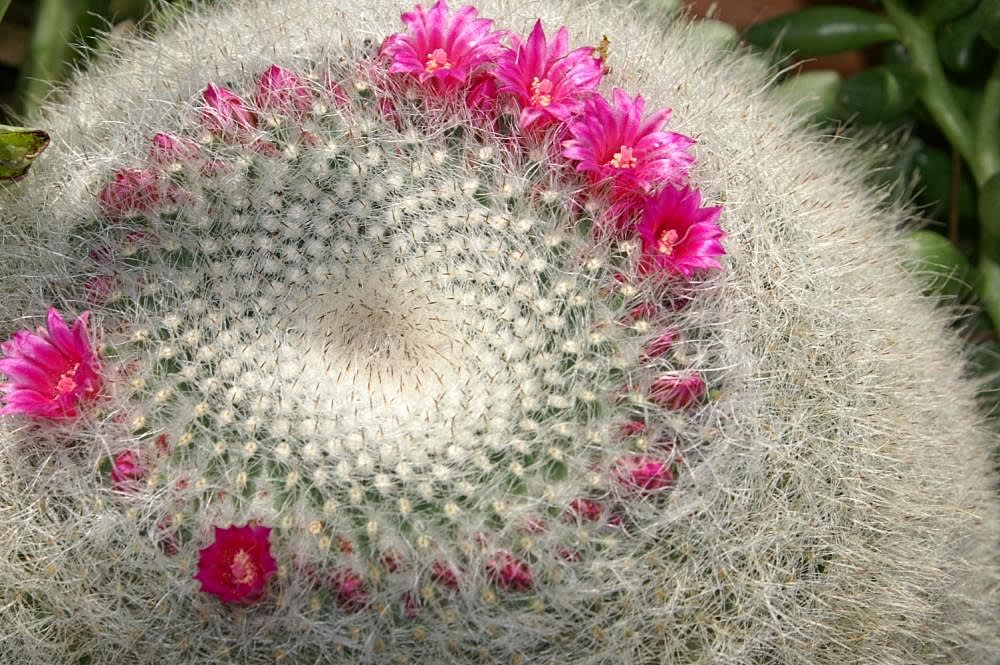 Mammillaria hahniana
