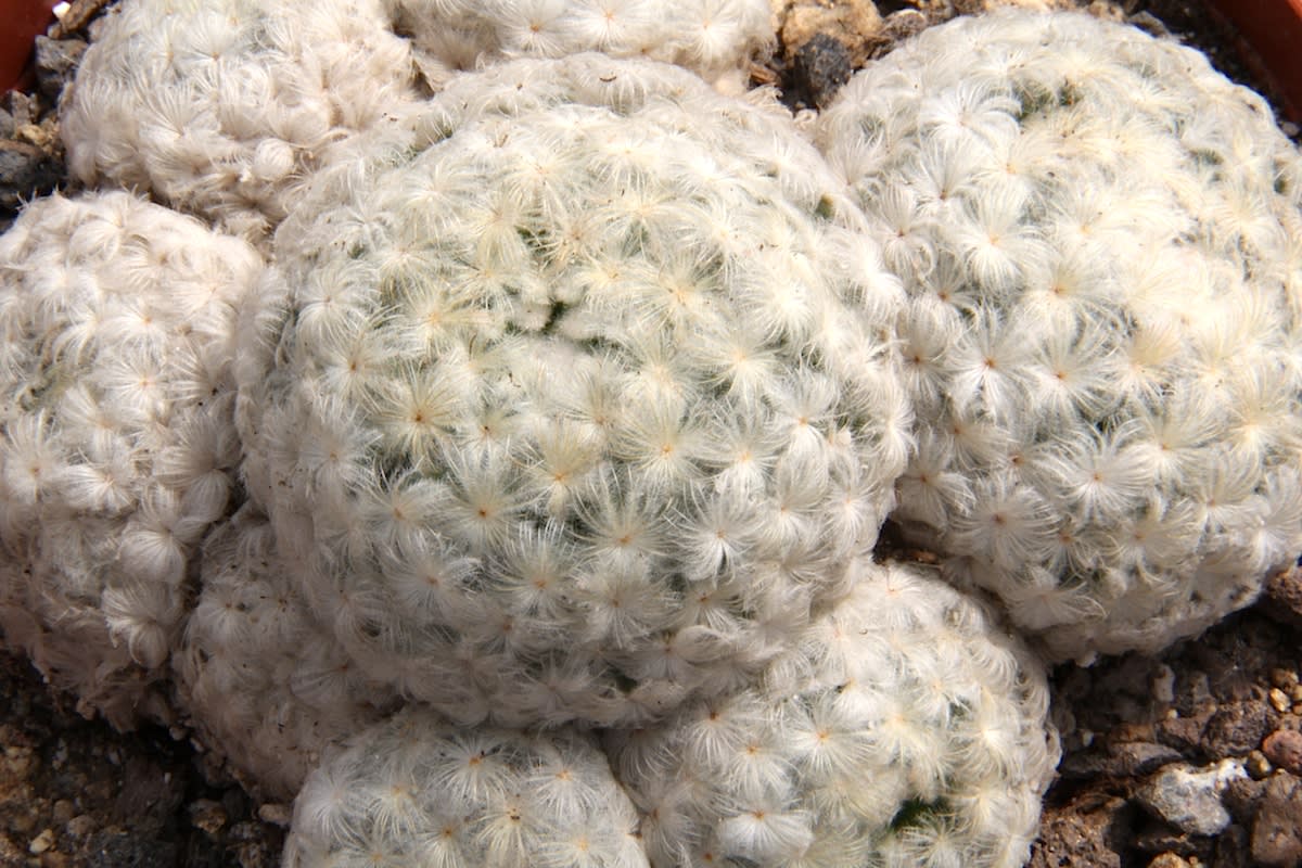 Mammillaria plumosa
