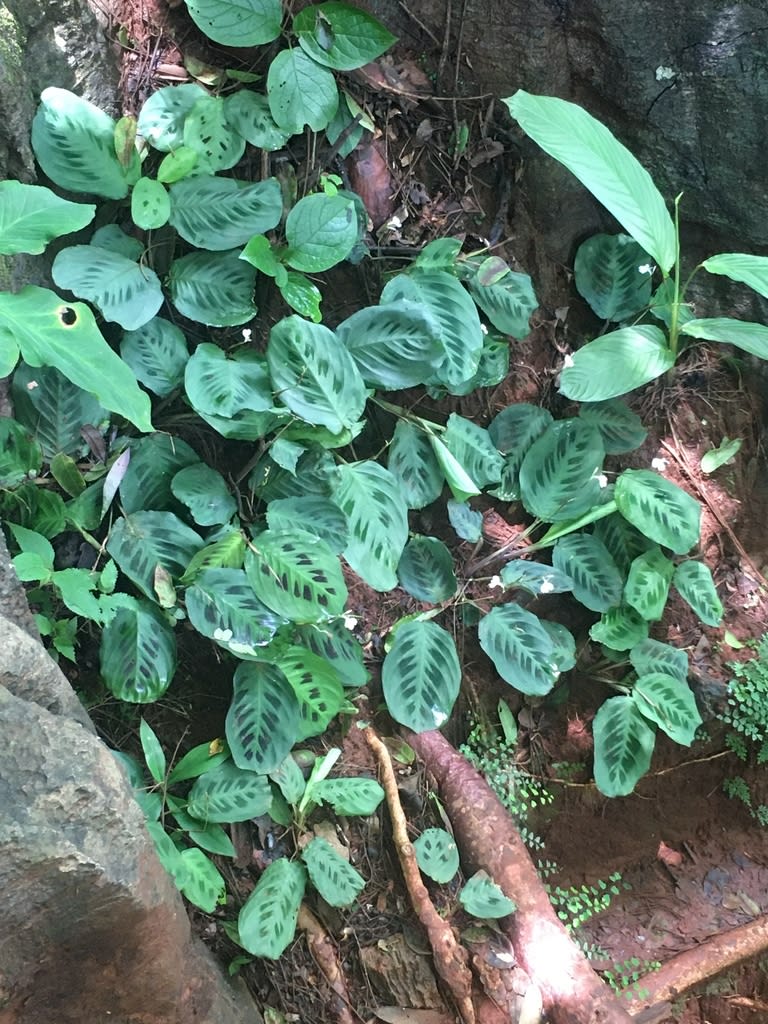 Prayer Plant