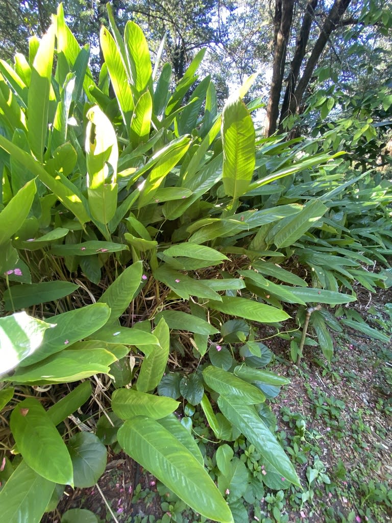 Arrowroot