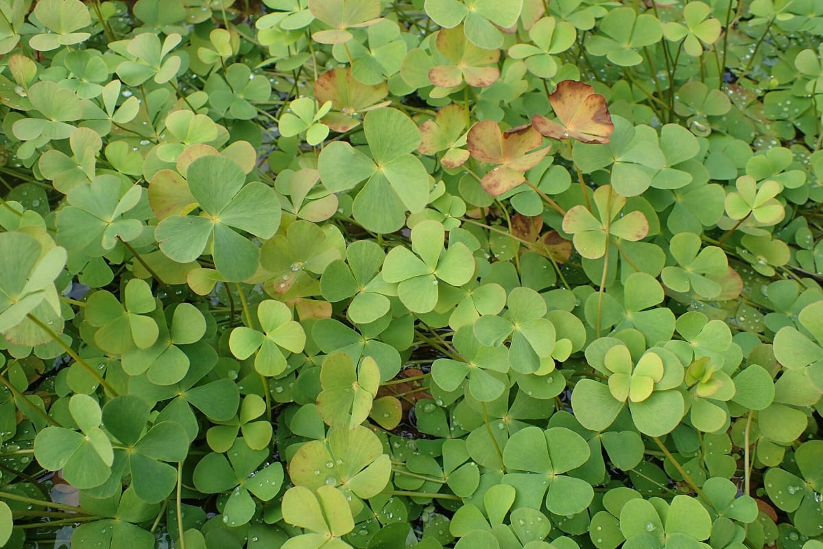 European Waterclover