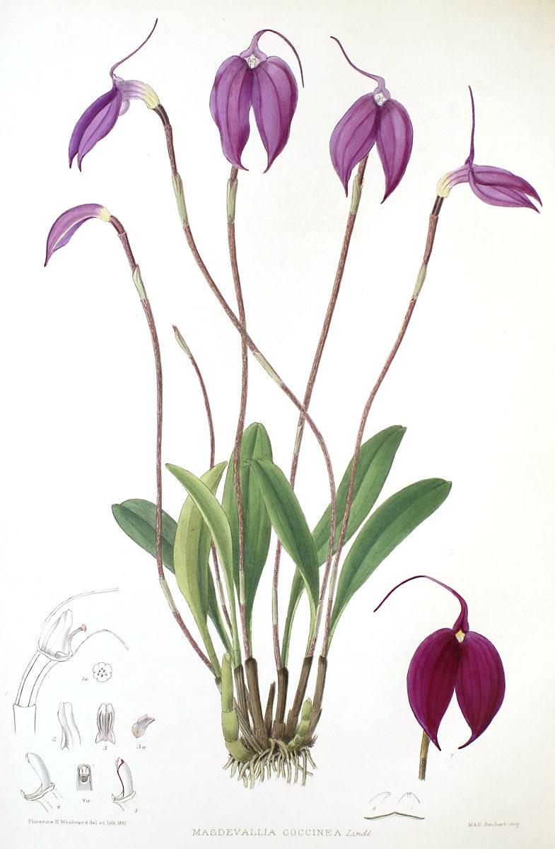 Masdevallia coccinea