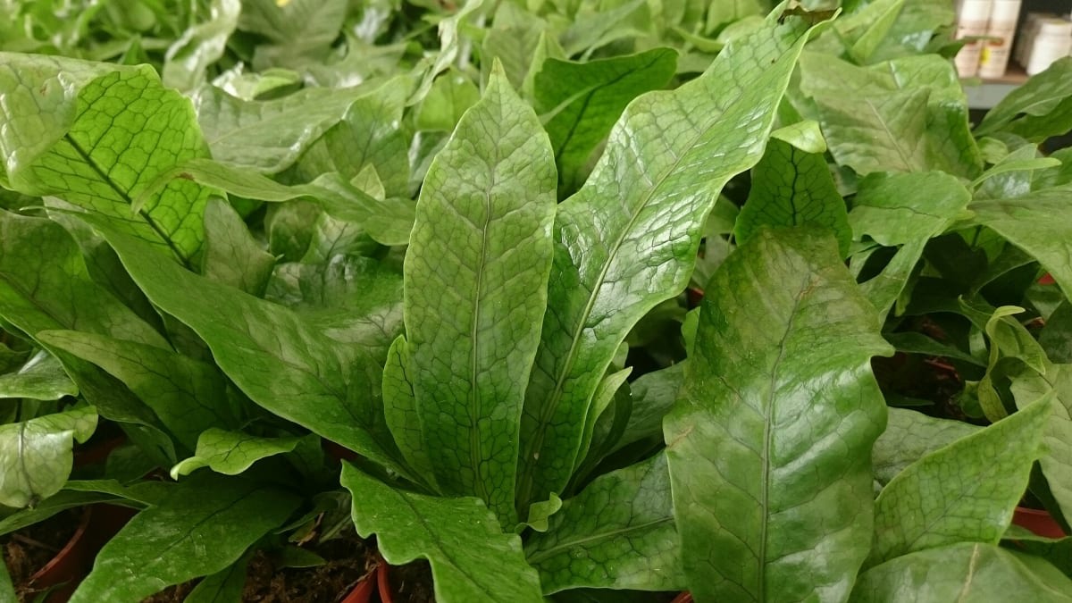 Microsorum musifolium