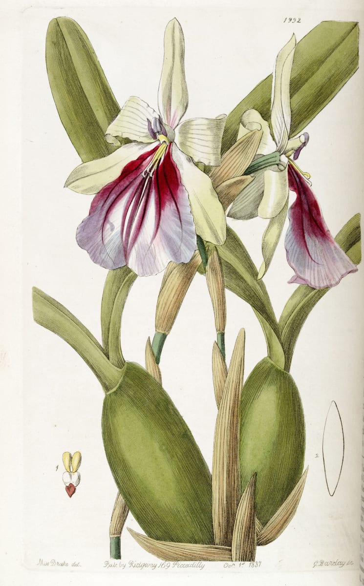 Pansy Orchid
