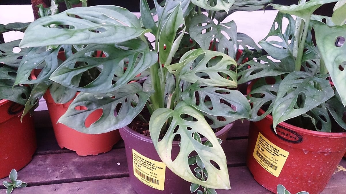 Monstera Obliqua
