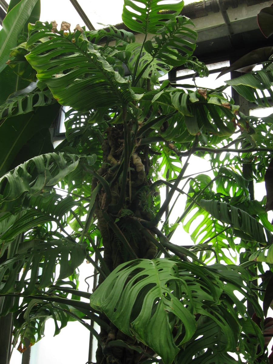 Monstera epipremnoides