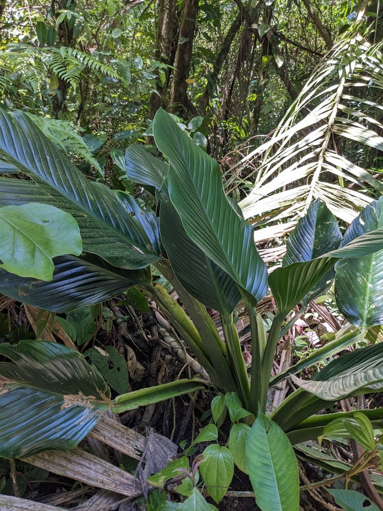 Monstera standleyana