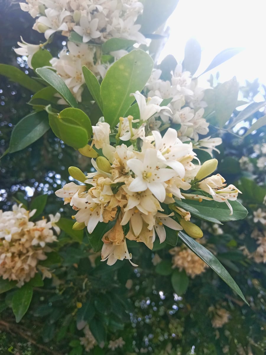 Orange Jasmine